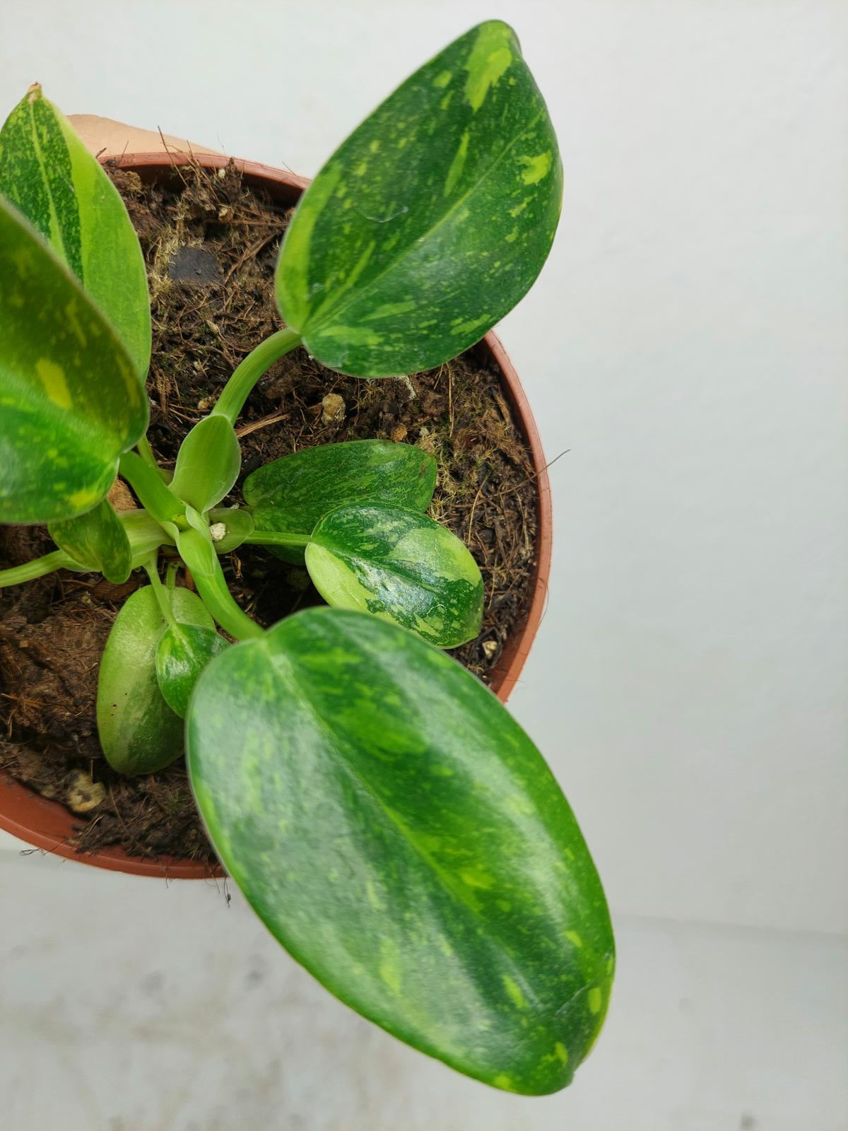 Sad Plants
