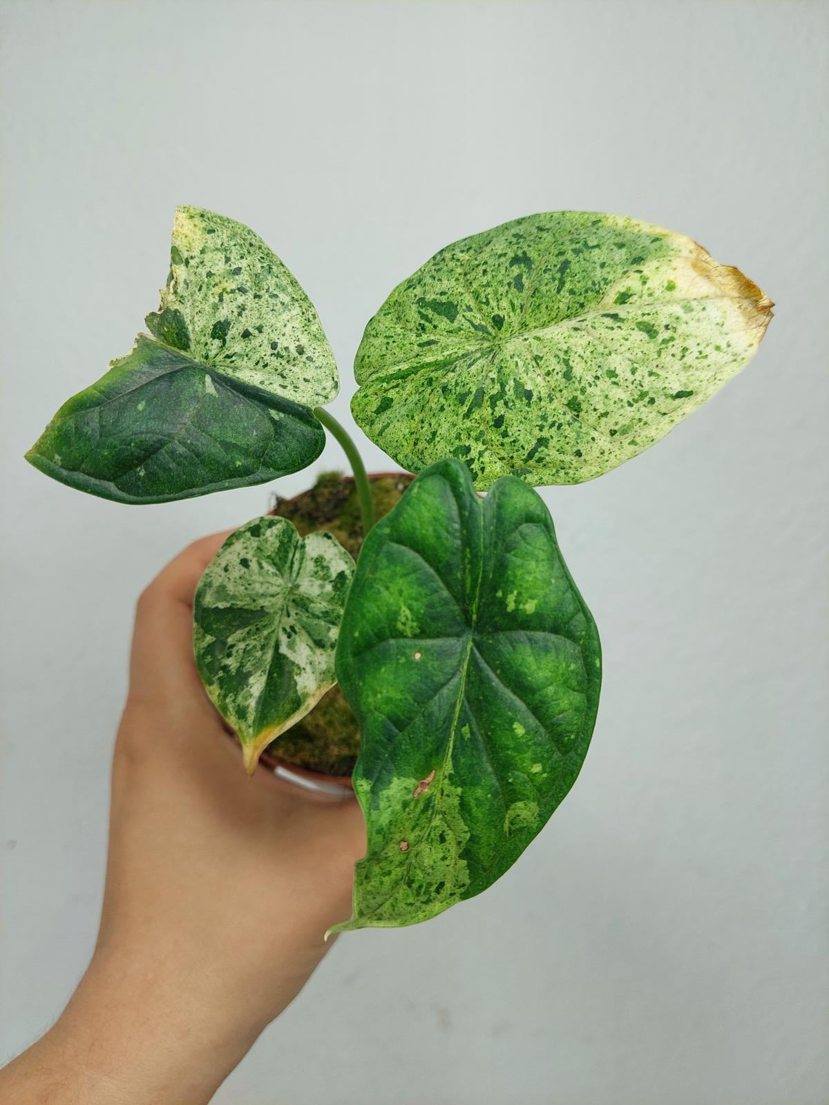 Sad Plants