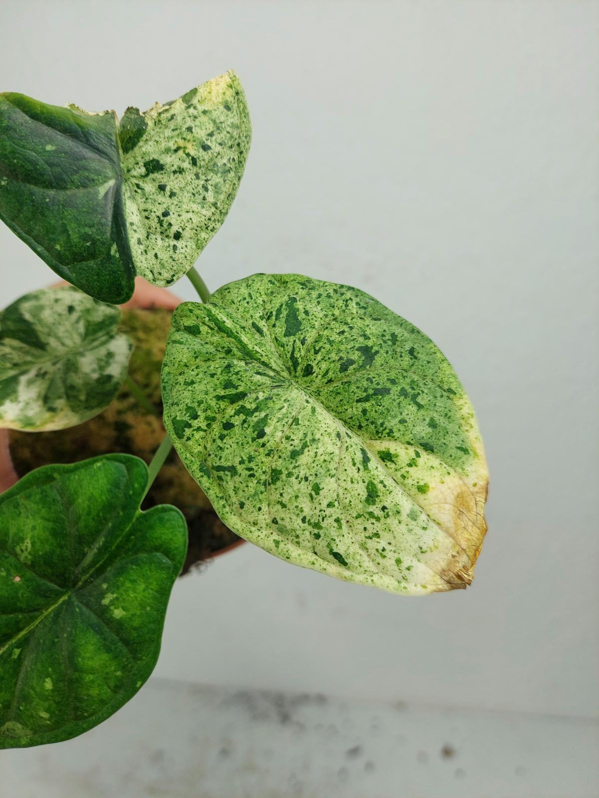 Sad Plants