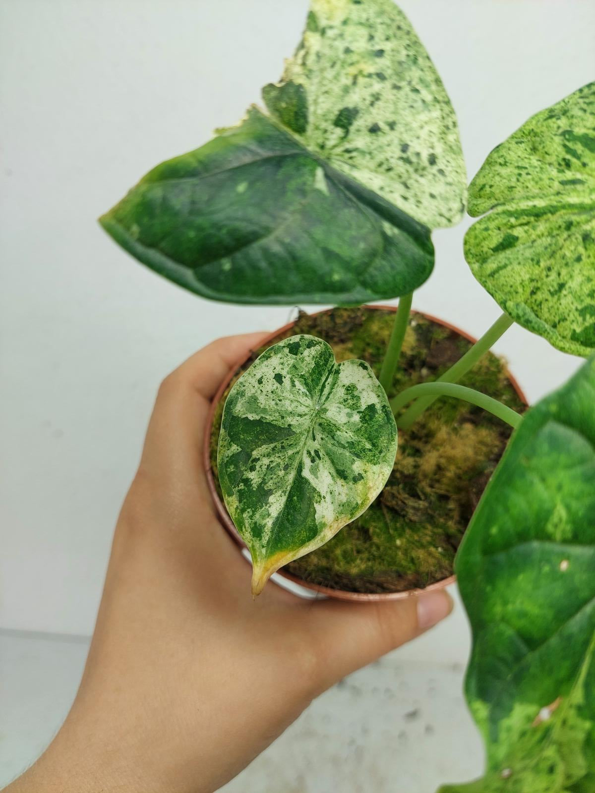 Sad Plants