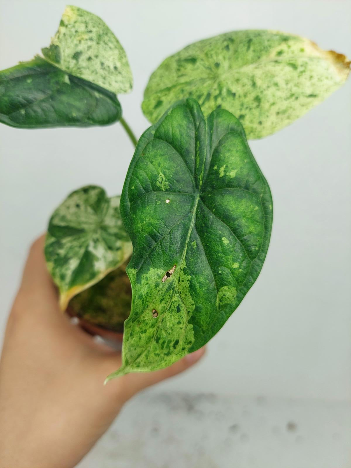 Sad Plants