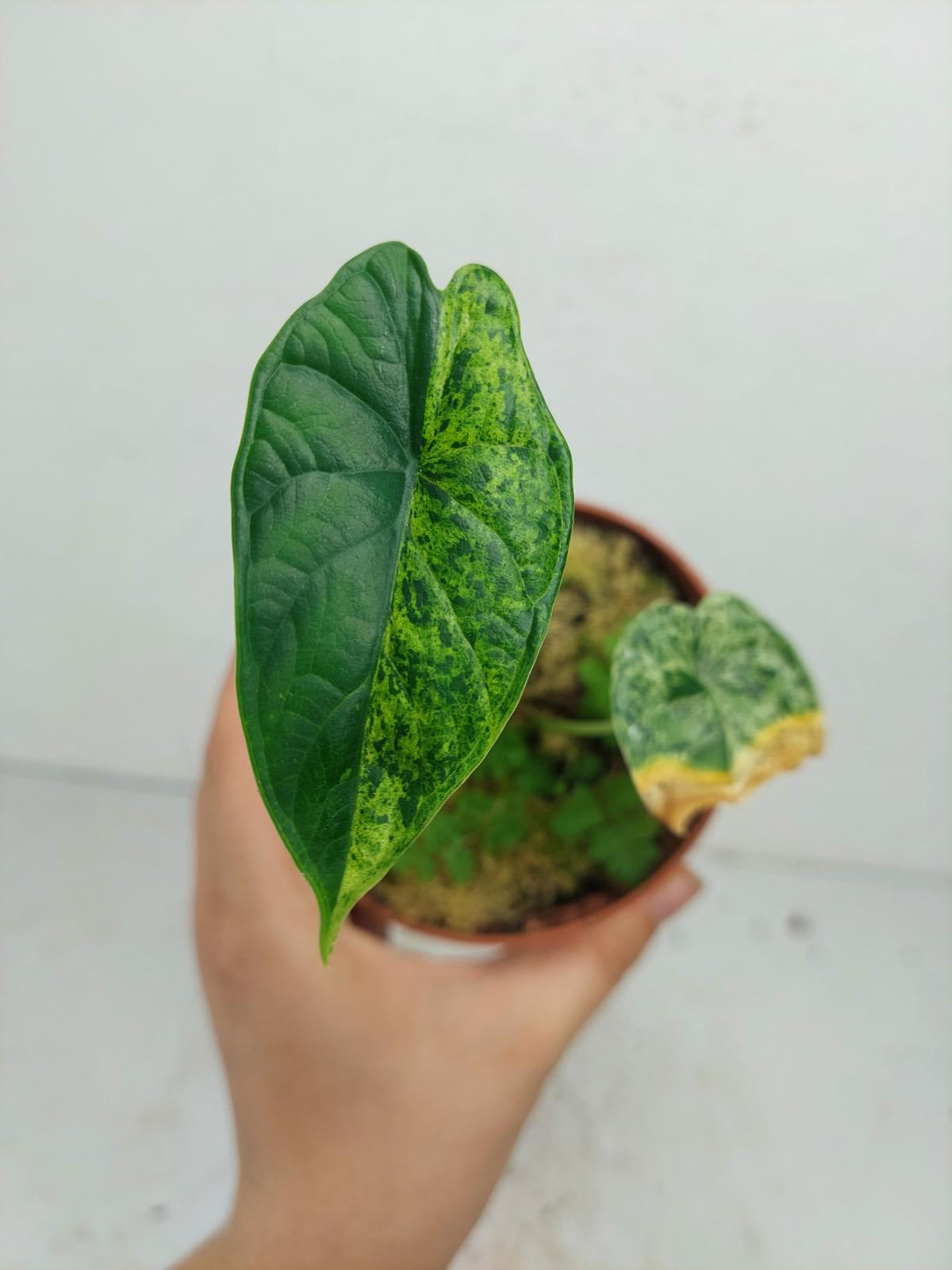 Sad Plants