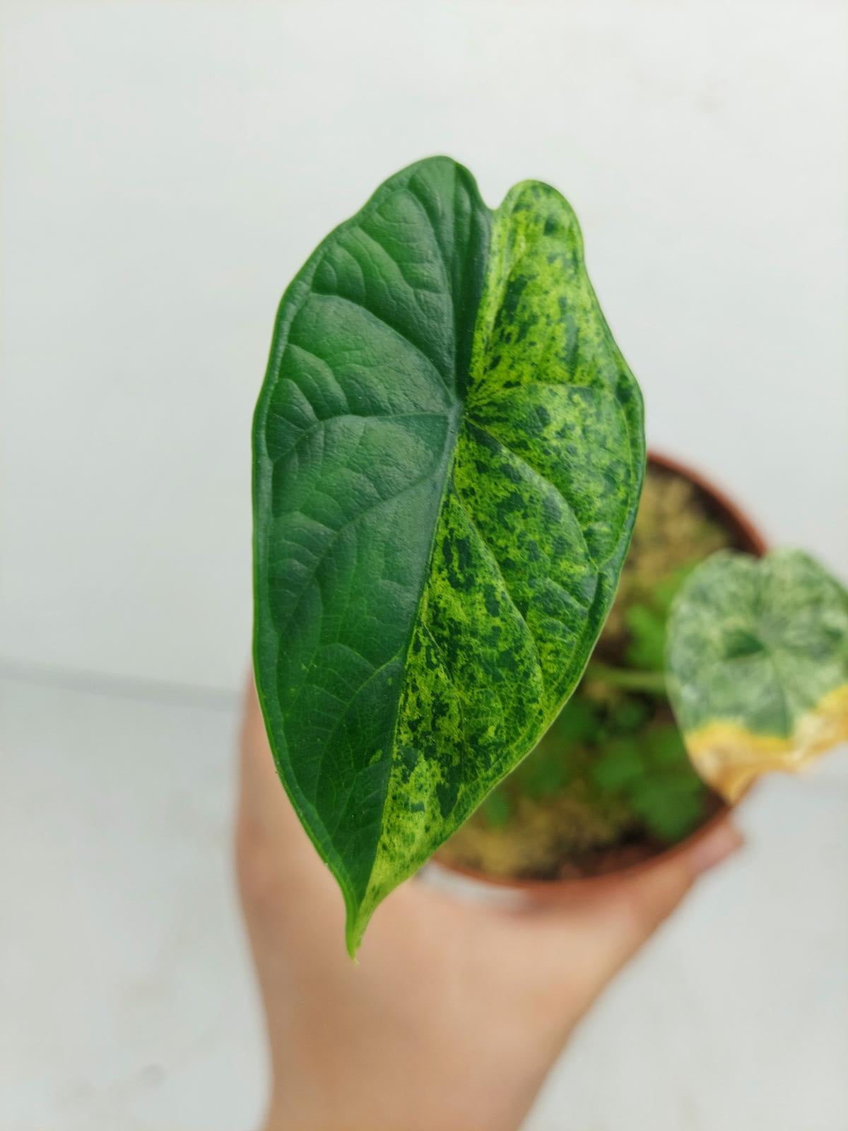 Sad Plants