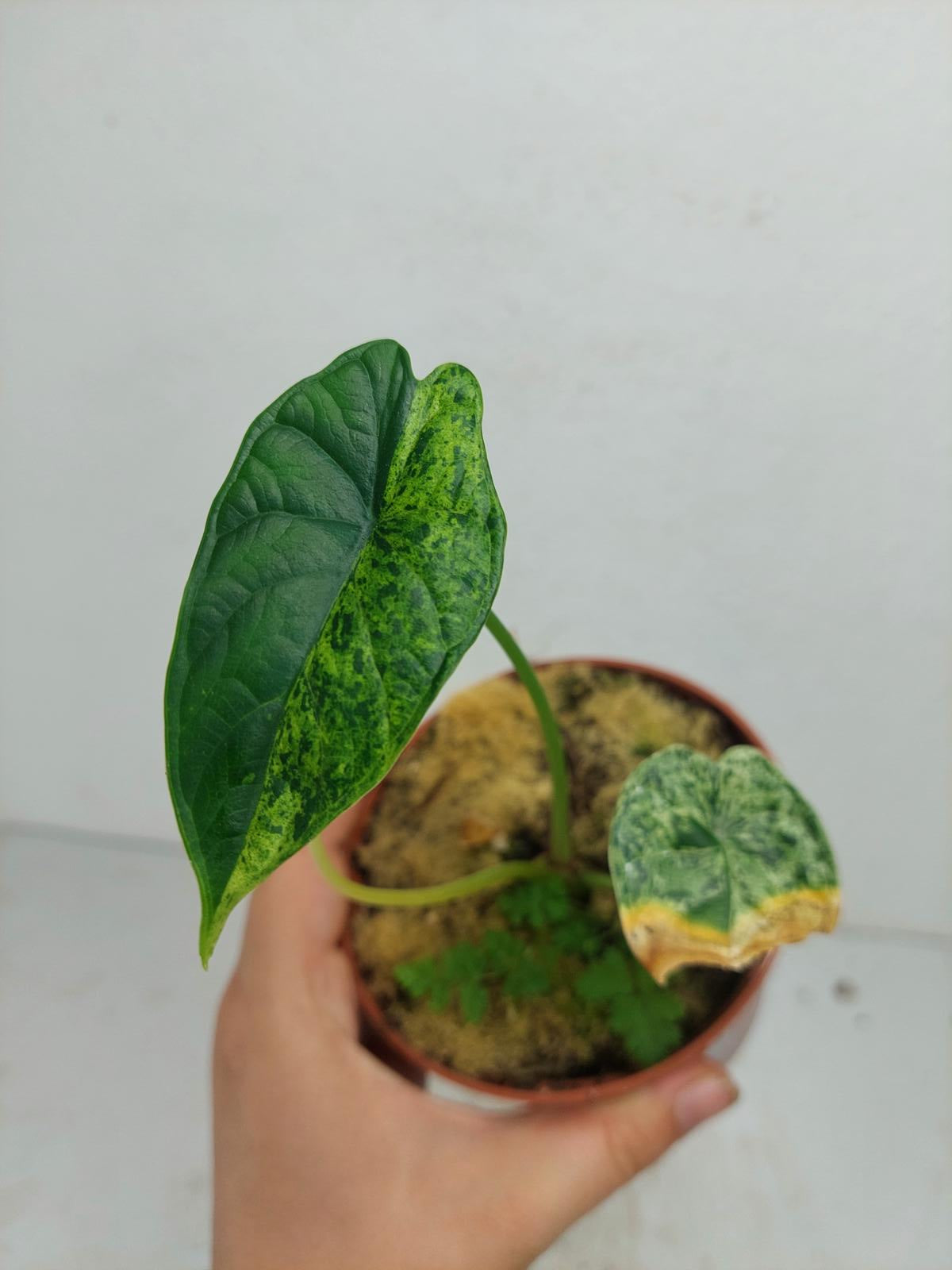 Sad Plants