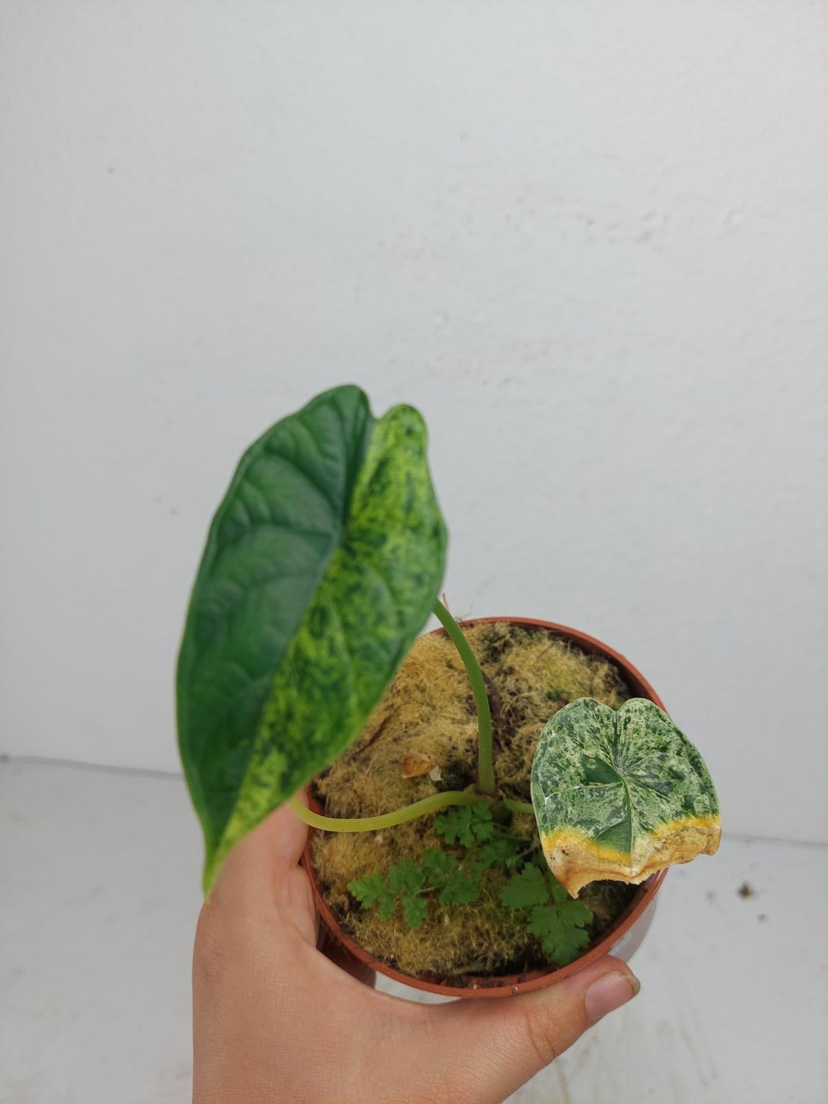 Sad Plants
