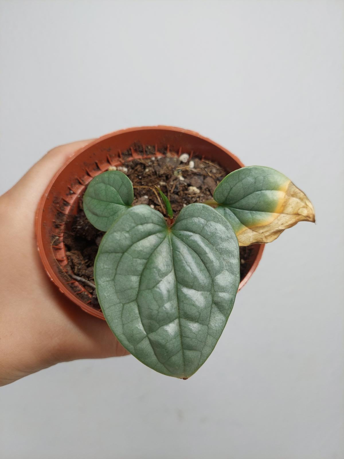 Sad Plants