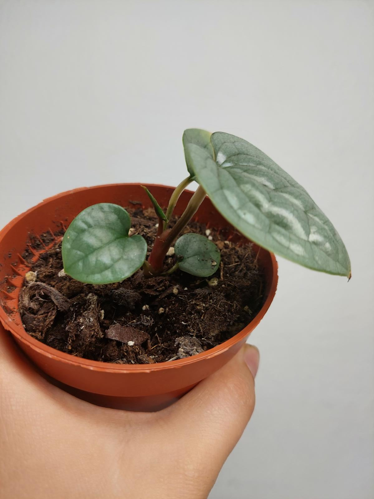 Sad Plants
