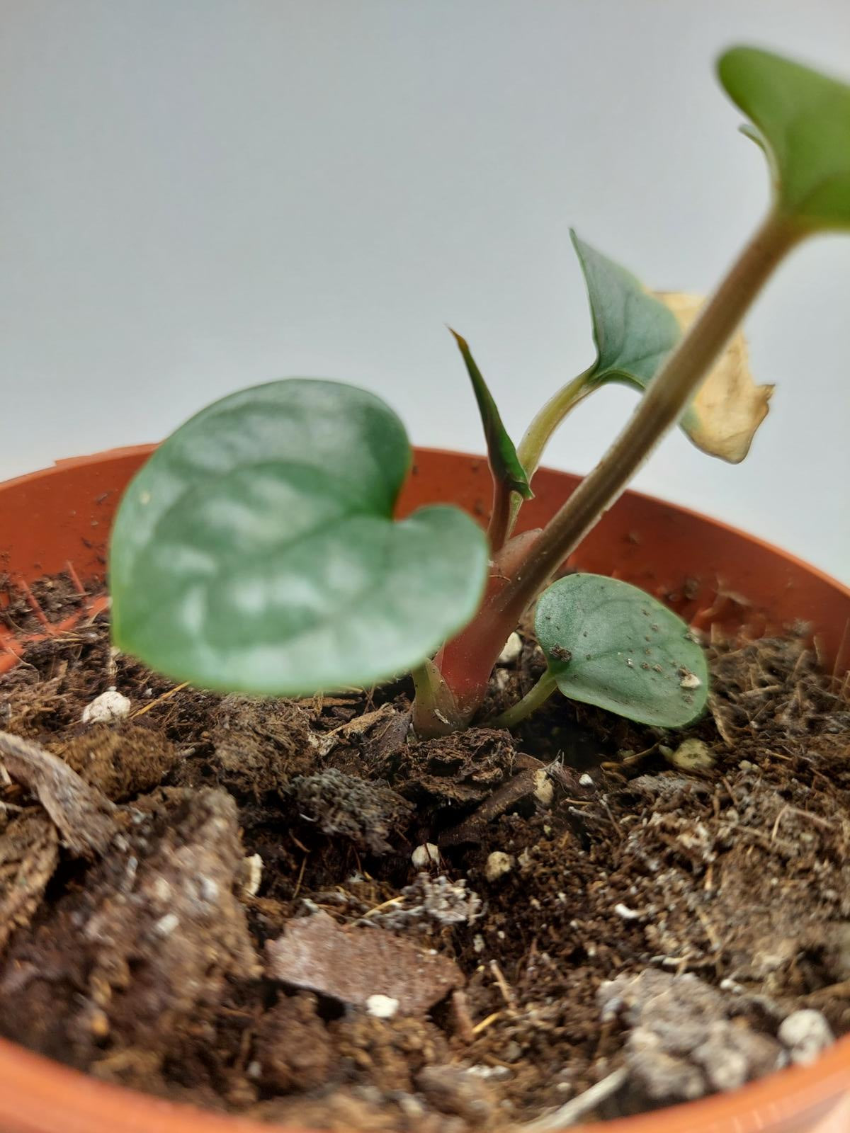 Sad Plants
