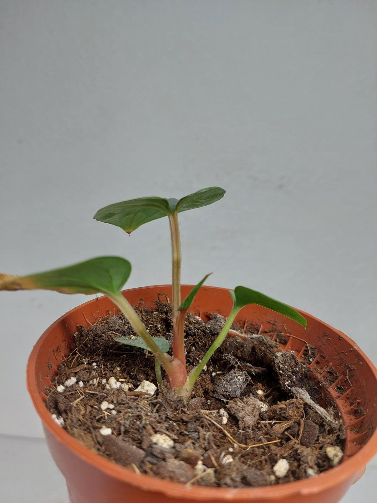 Sad Plants