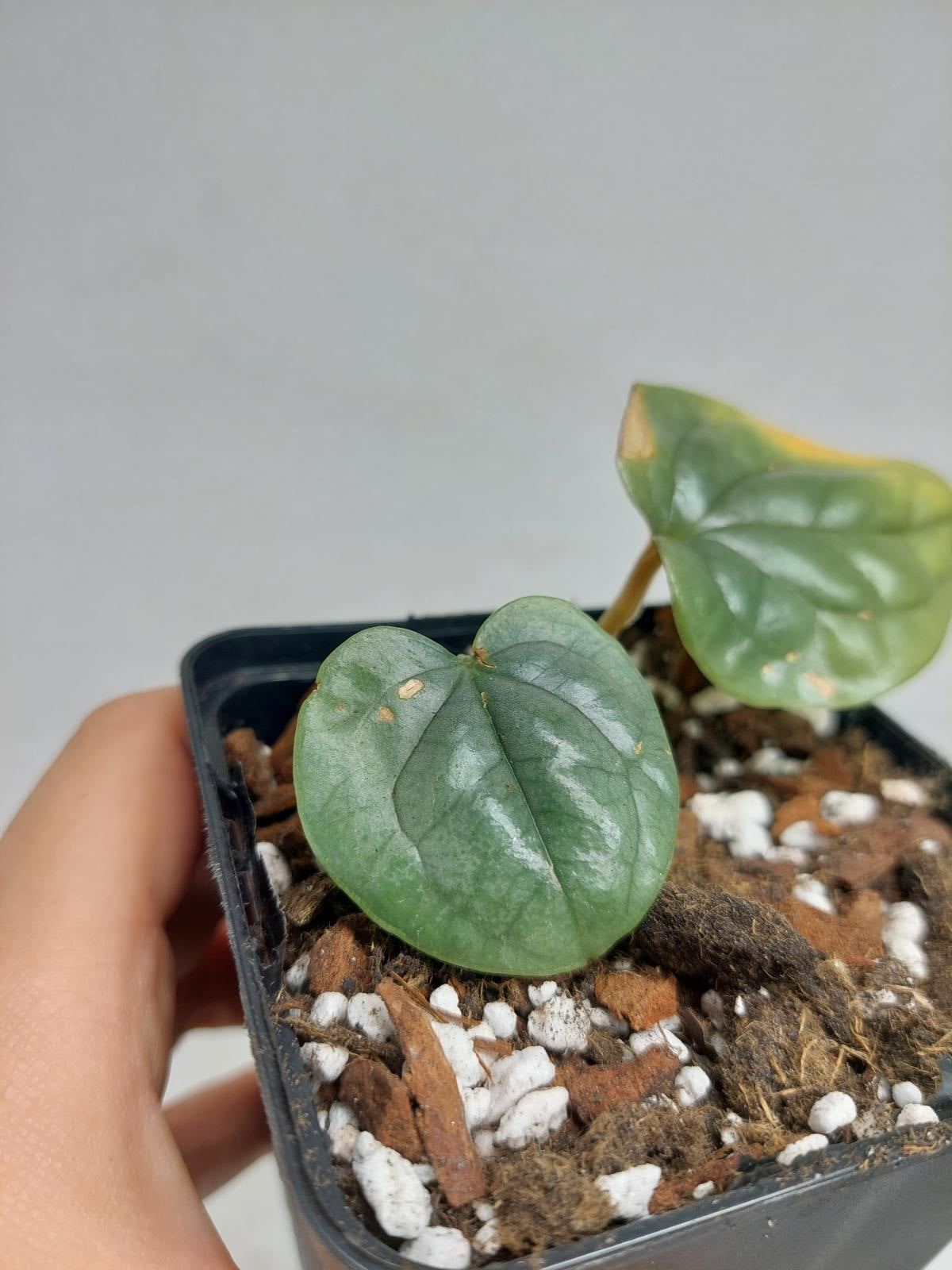 Sad Plants