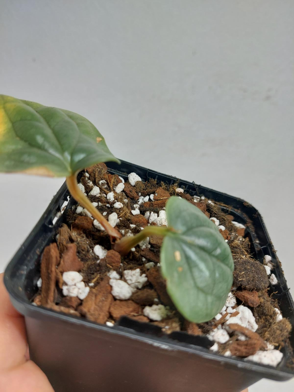 Sad Plants