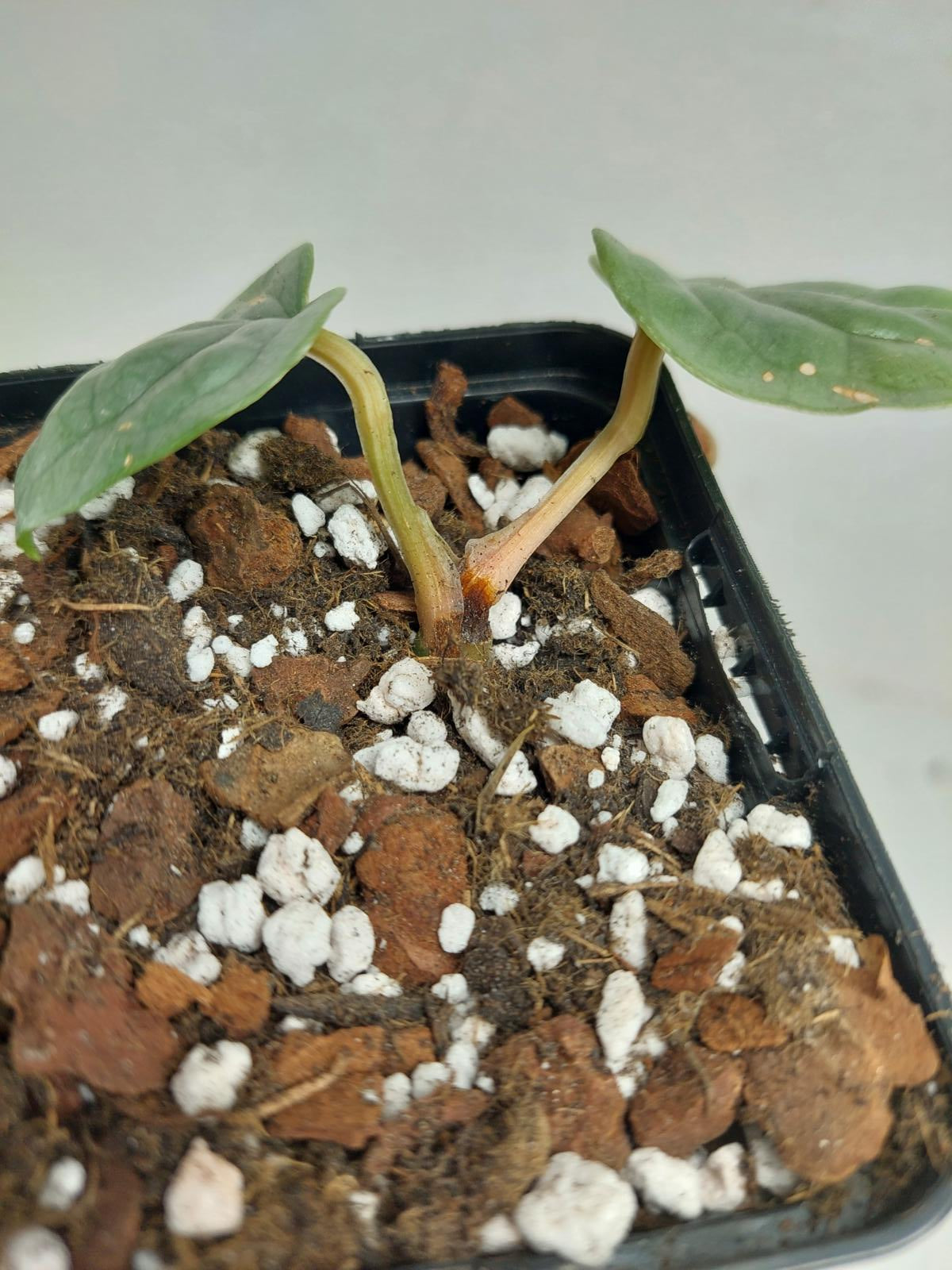 Sad Plants
