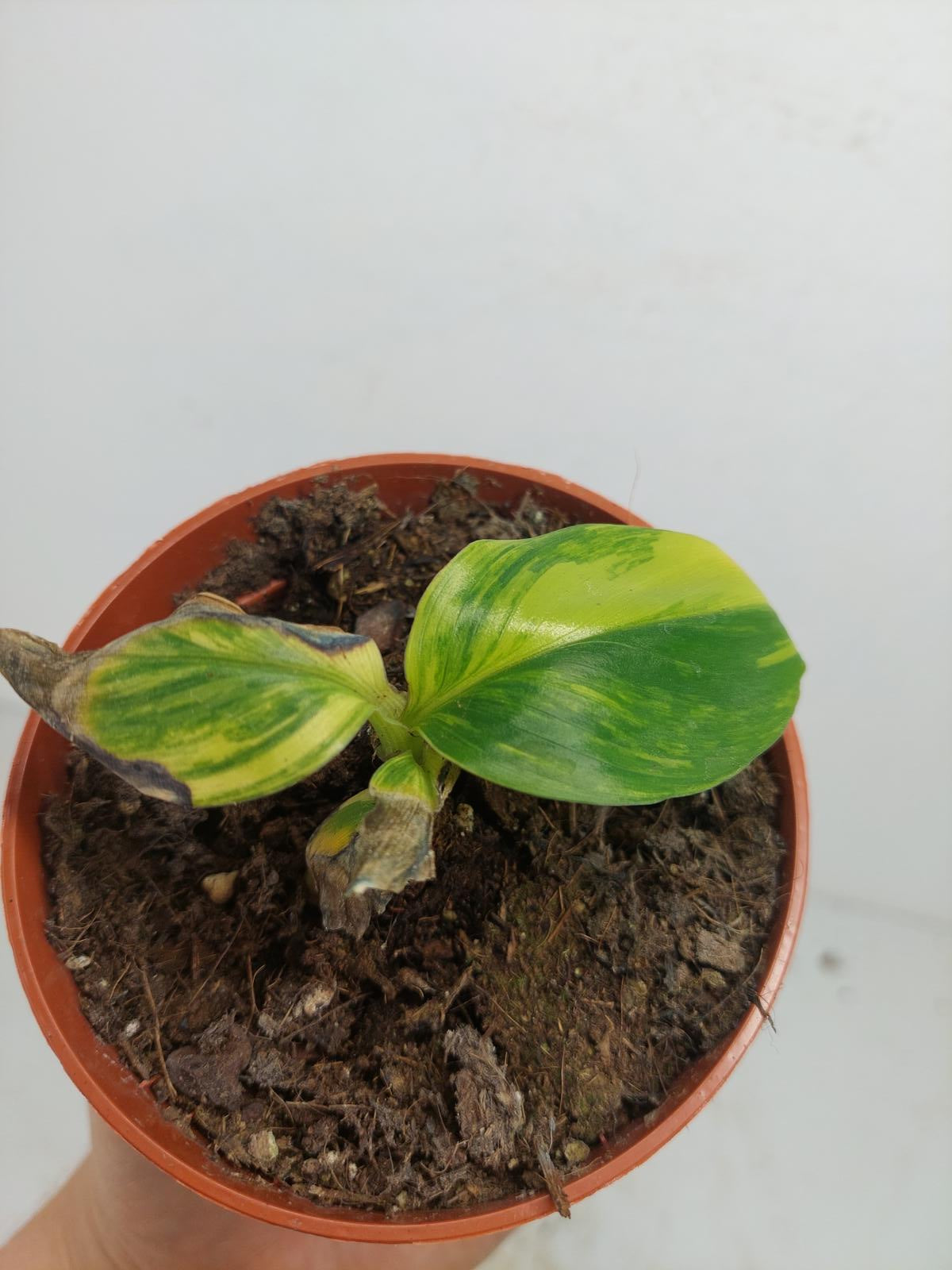 Sad Plants
