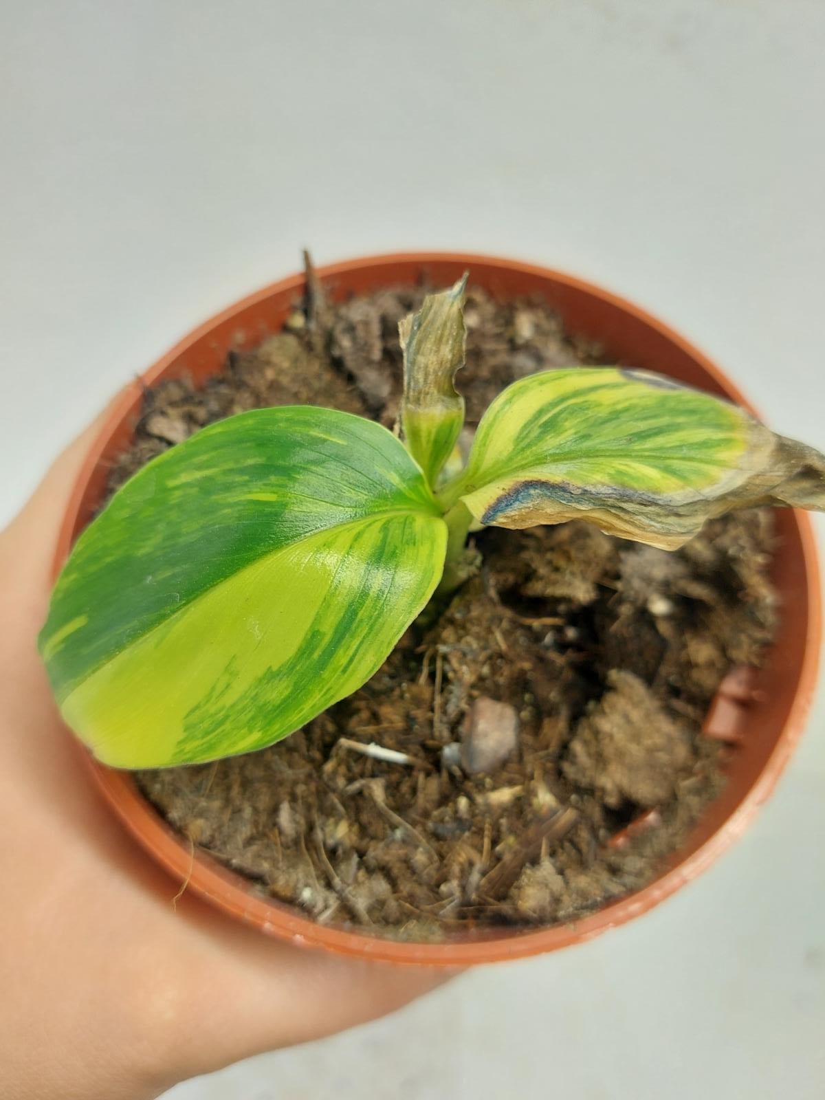 Sad Plants