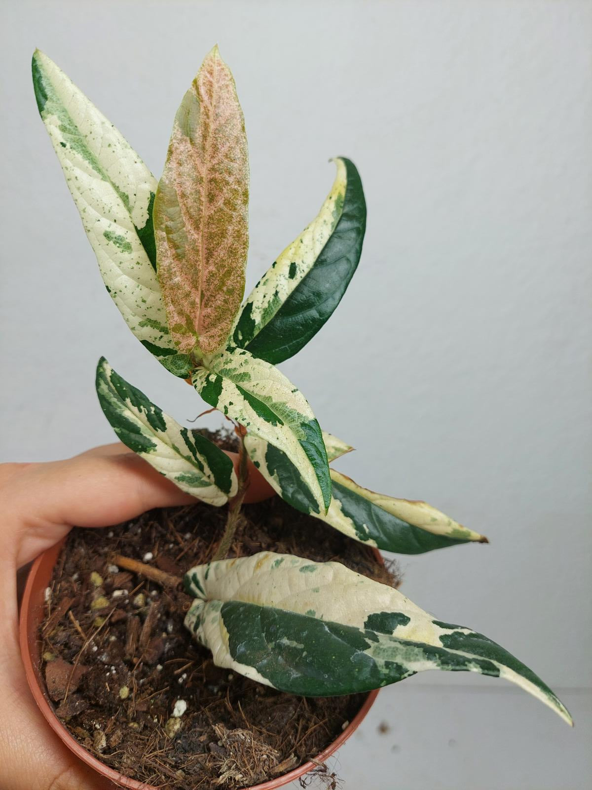 Sad Plants