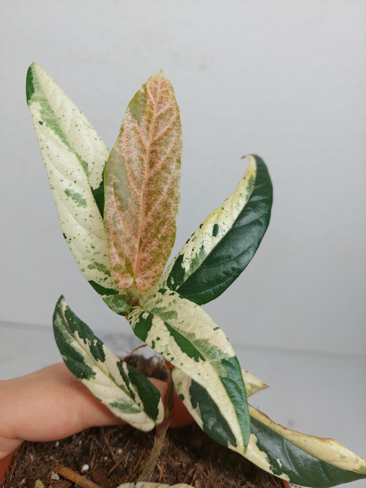 Sad Plants