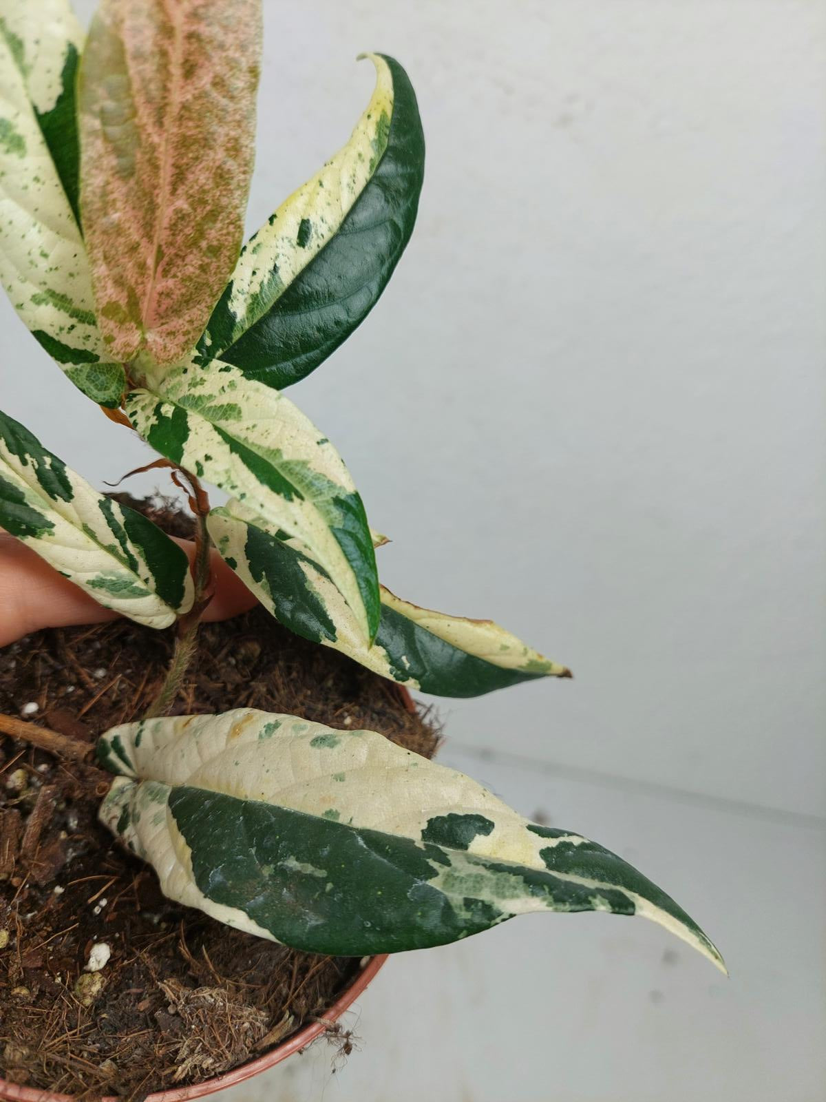Sad Plants