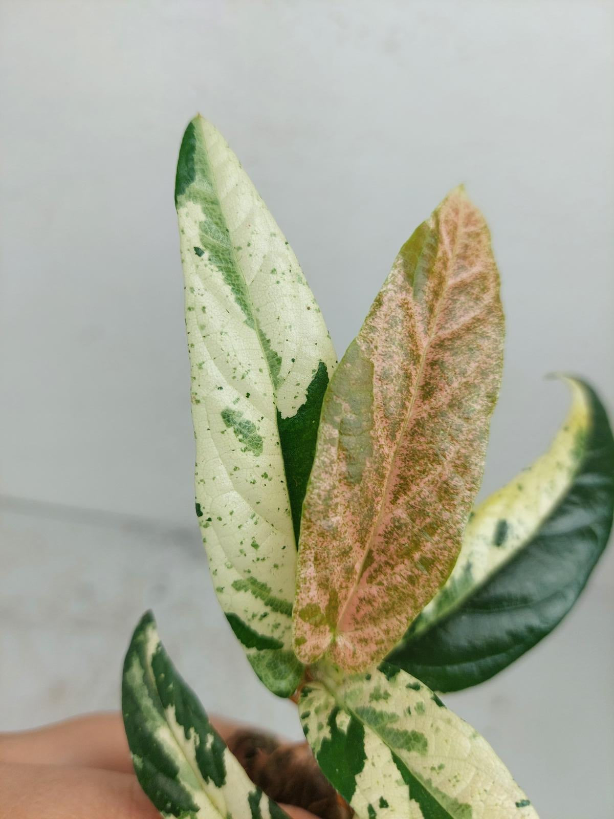 Sad Plants