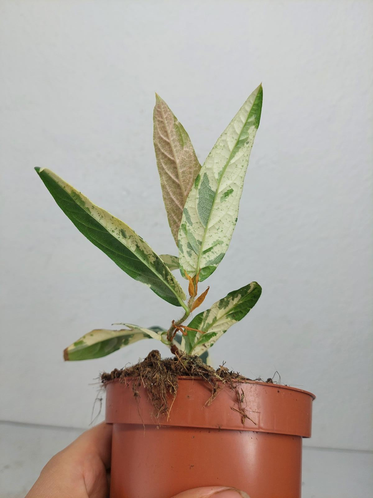 Sad Plants