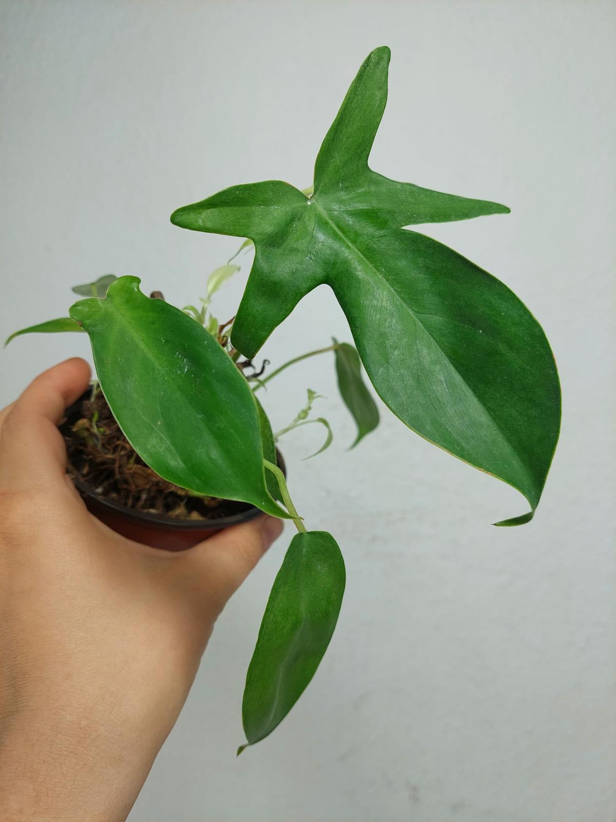 Sad Plants