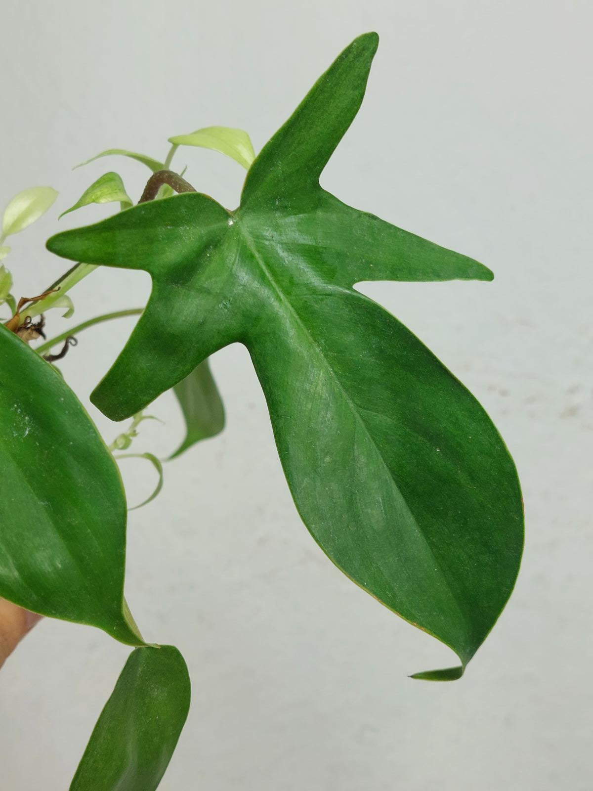 Sad Plants