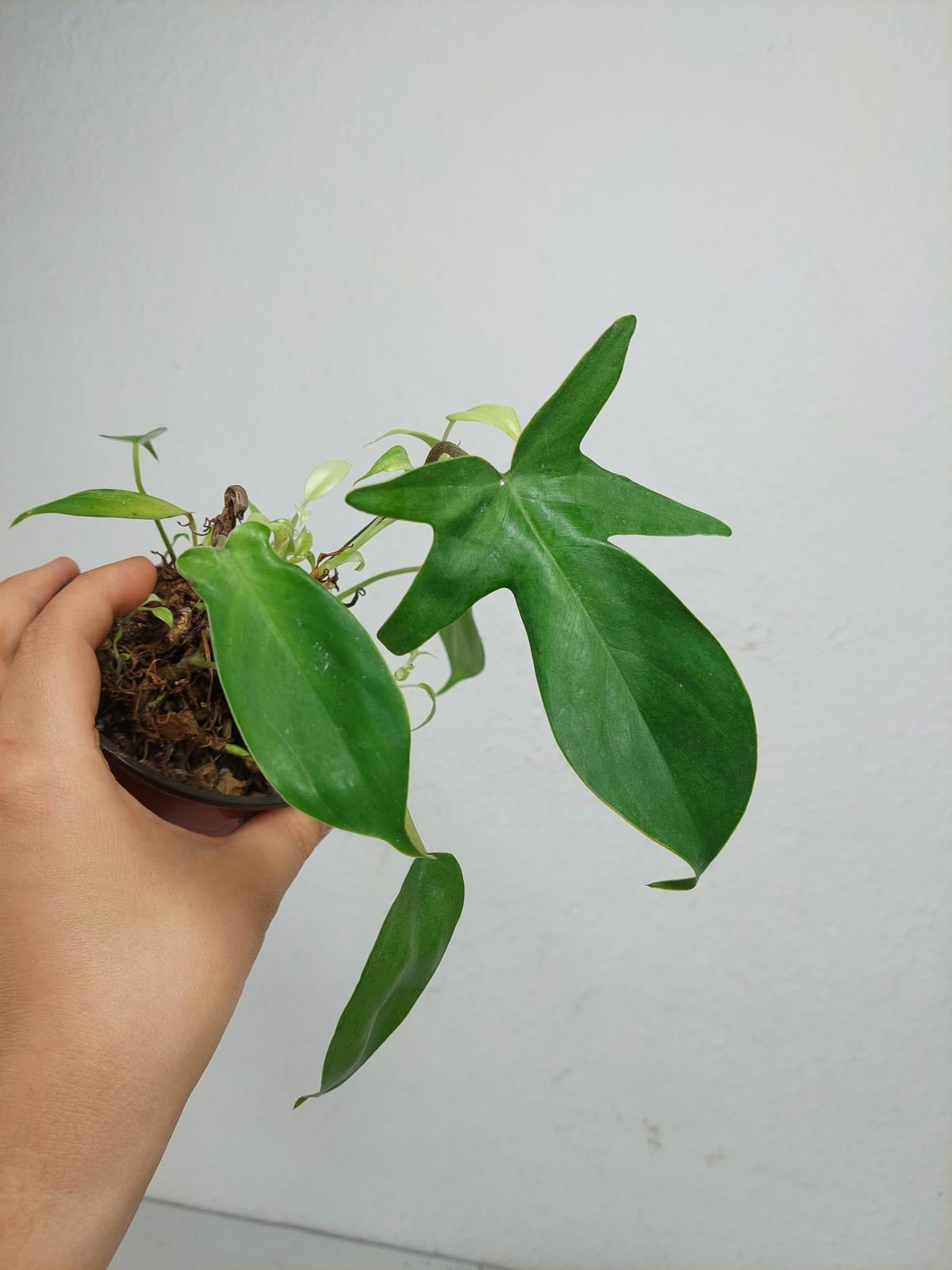 Sad Plants