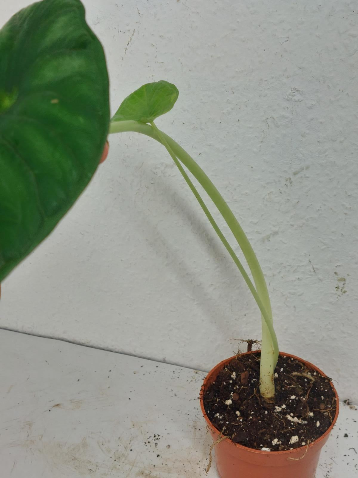 Sad Plants