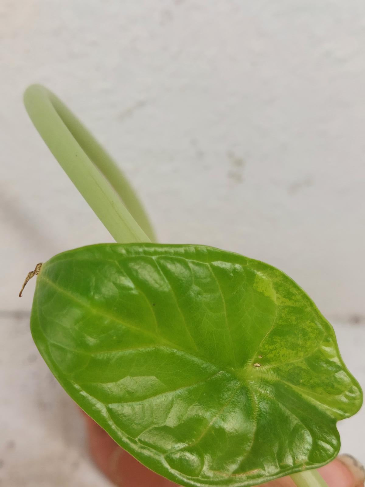 Sad Plants