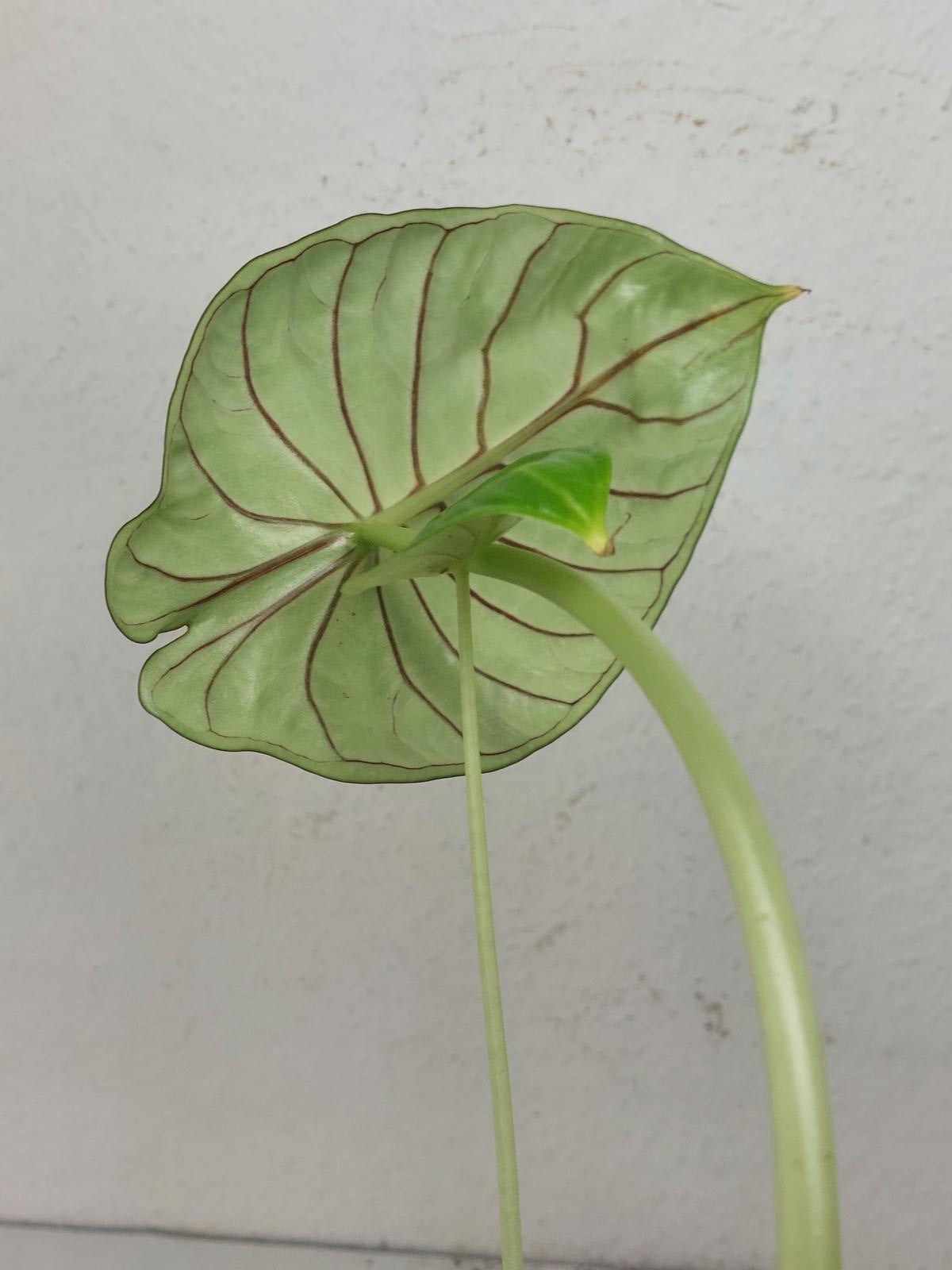 Sad Plants