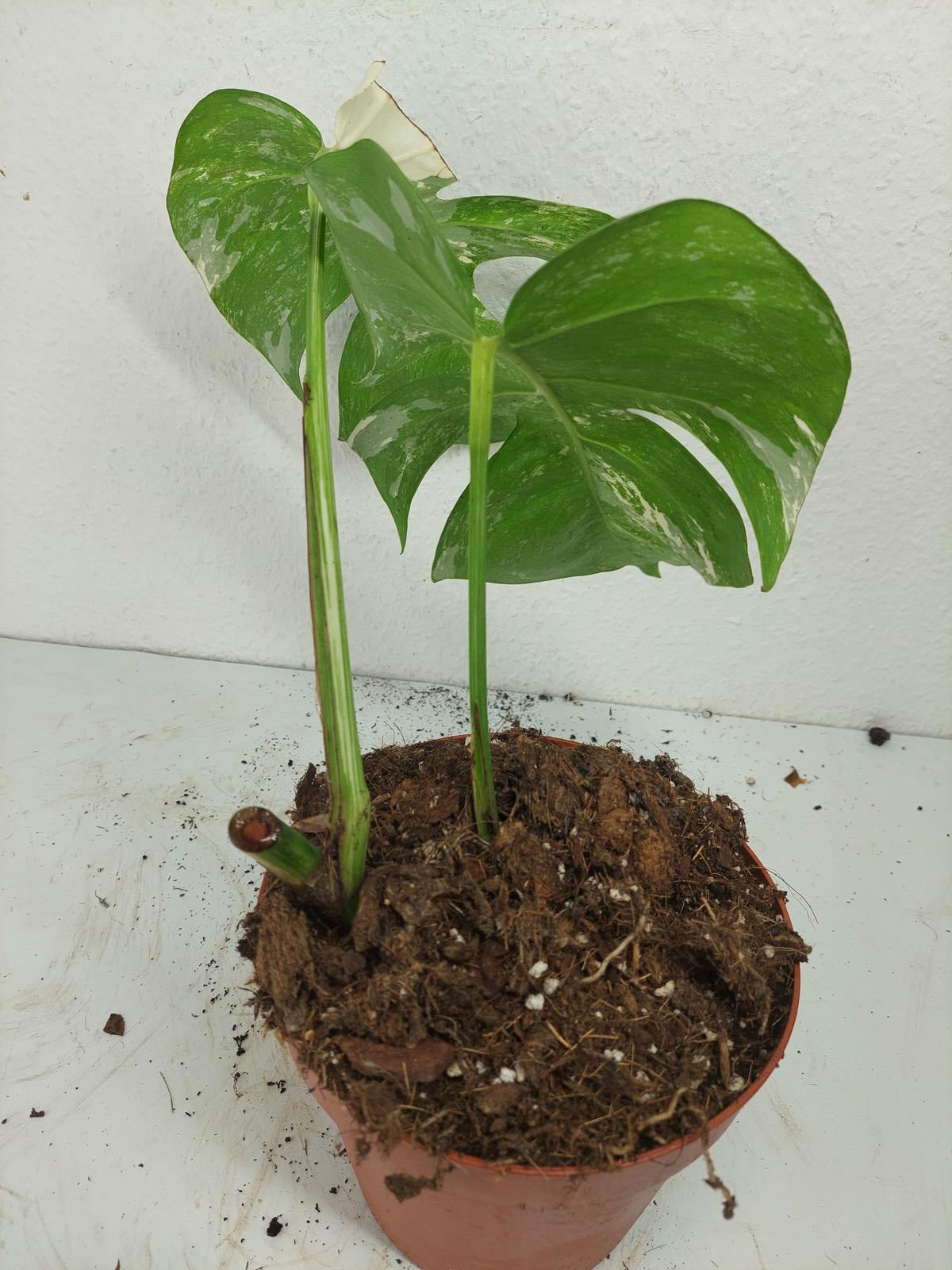 Sad Plants