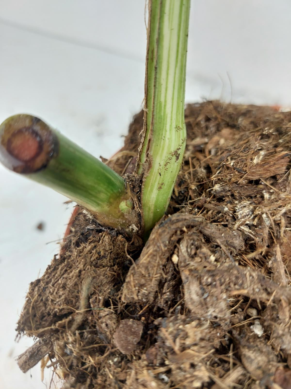 Sad Plants