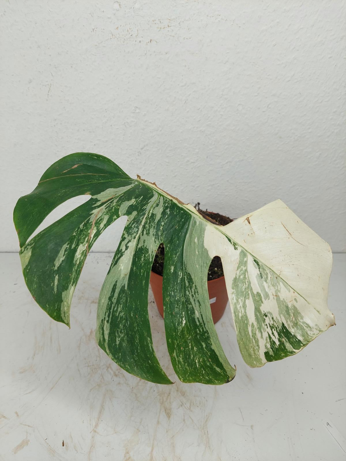Sad Plants