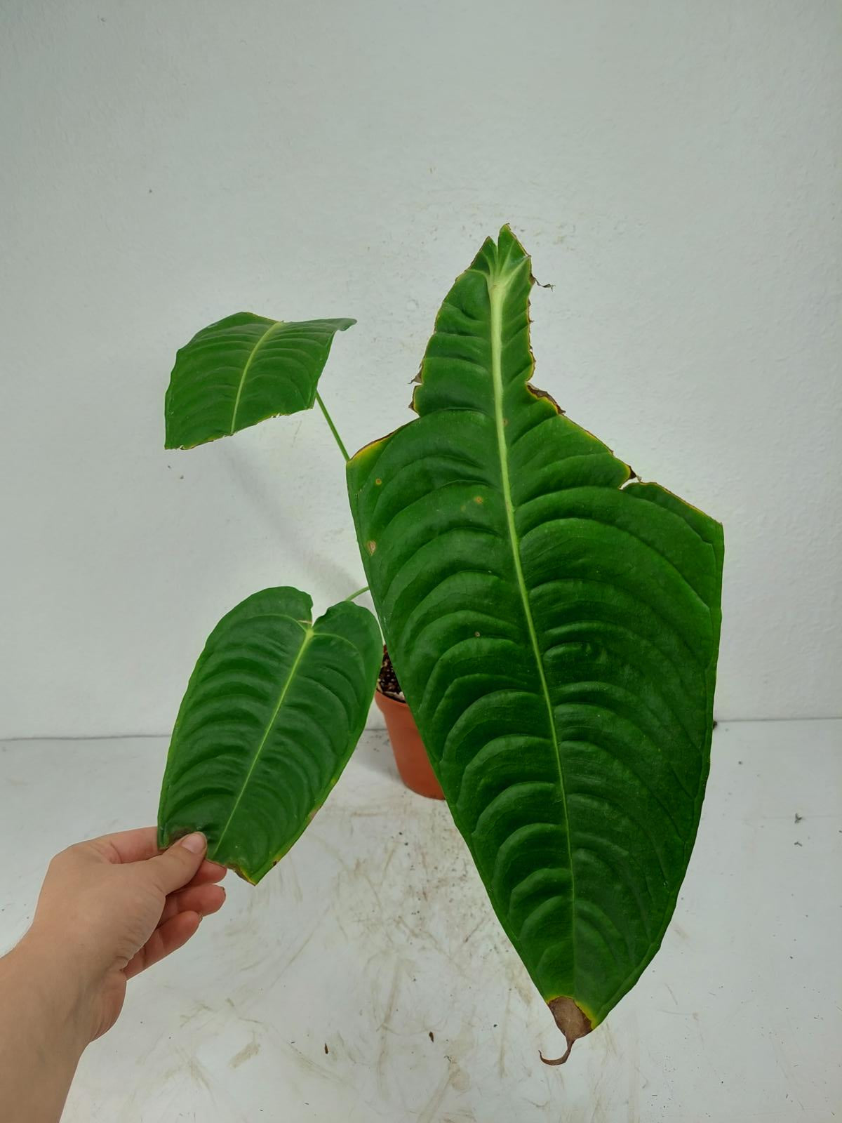 Sad Plants