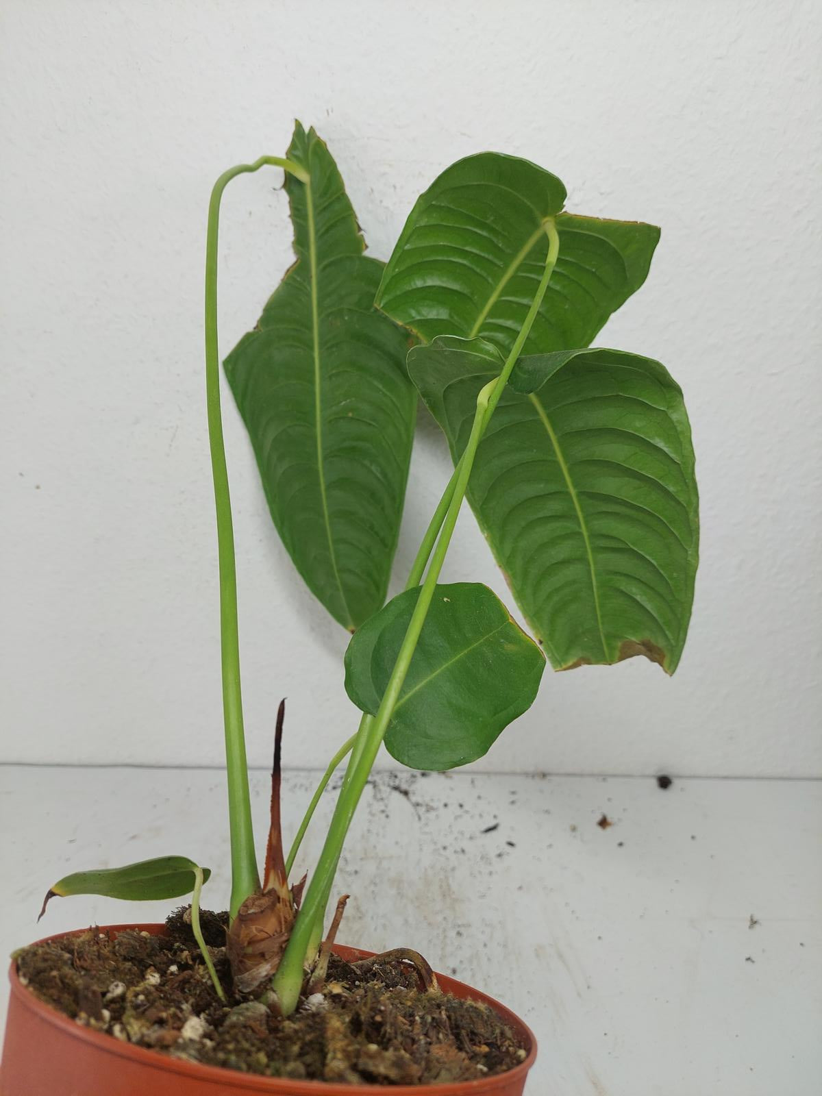 Sad Plants