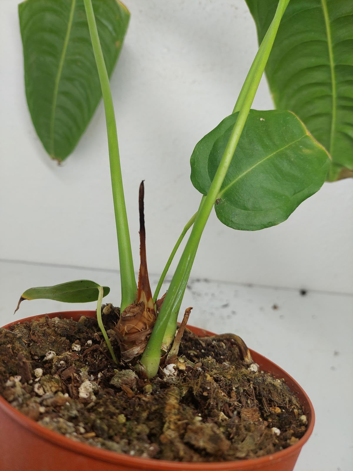 Sad Plants