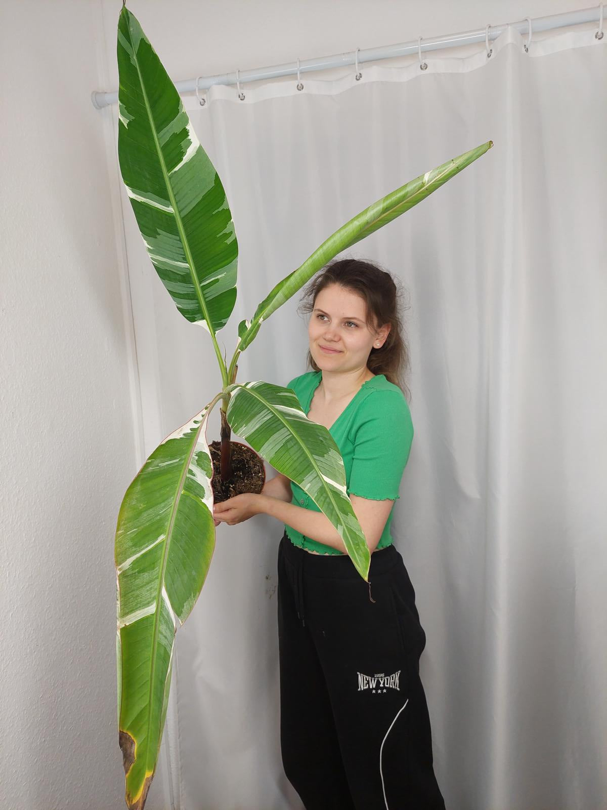 Sad Plants