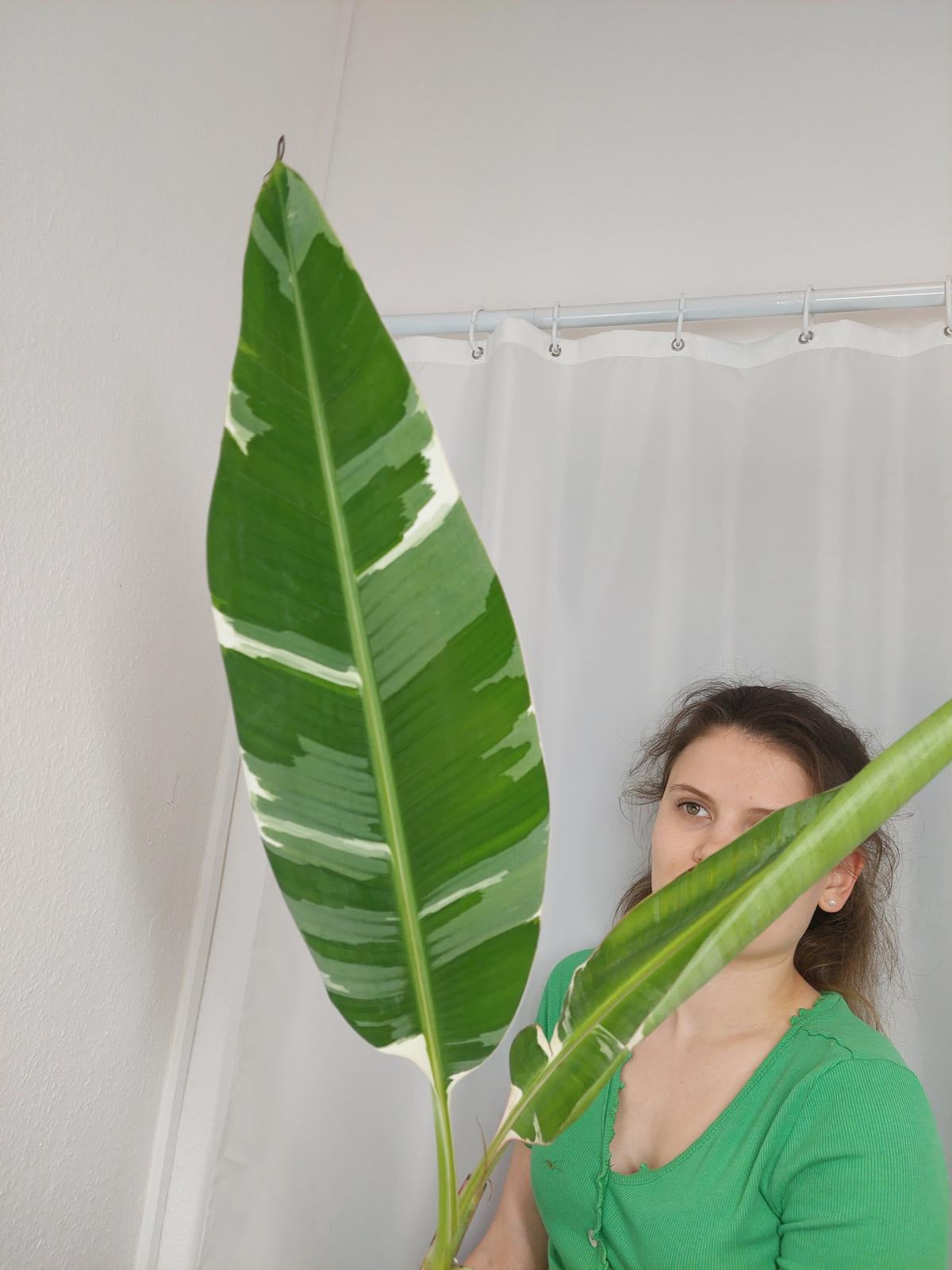 Sad Plants