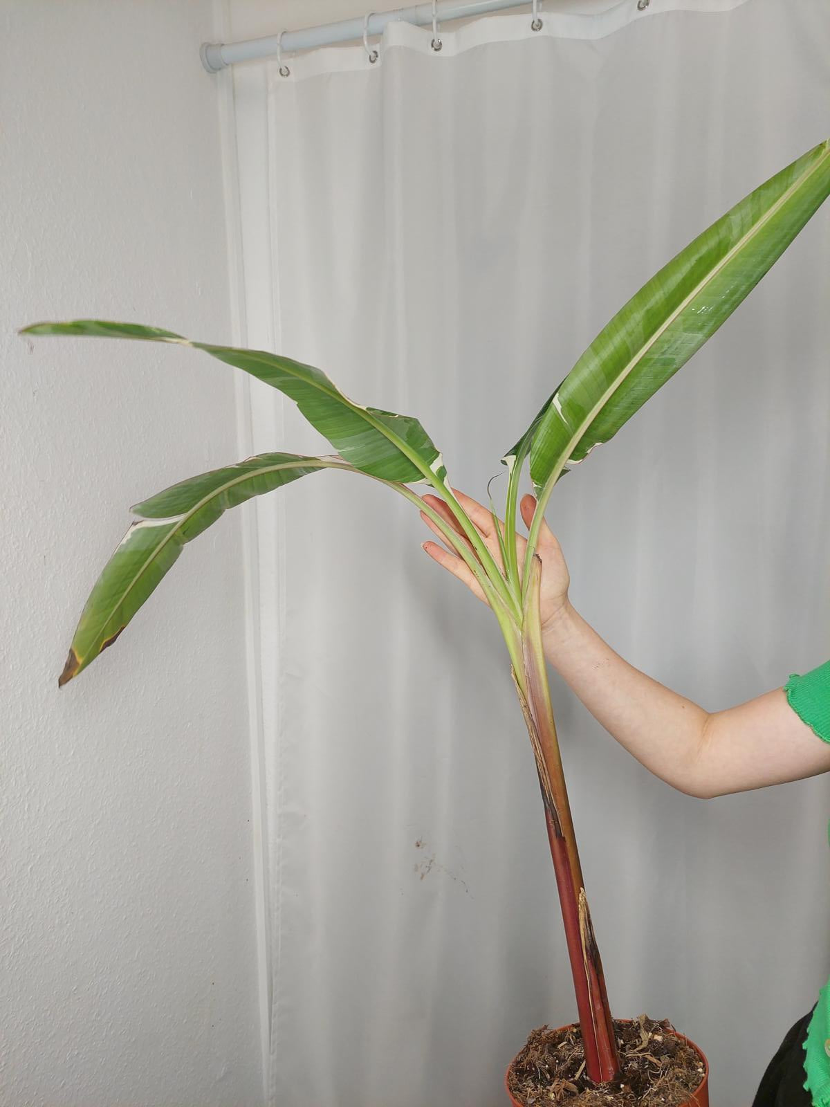 Sad Plants