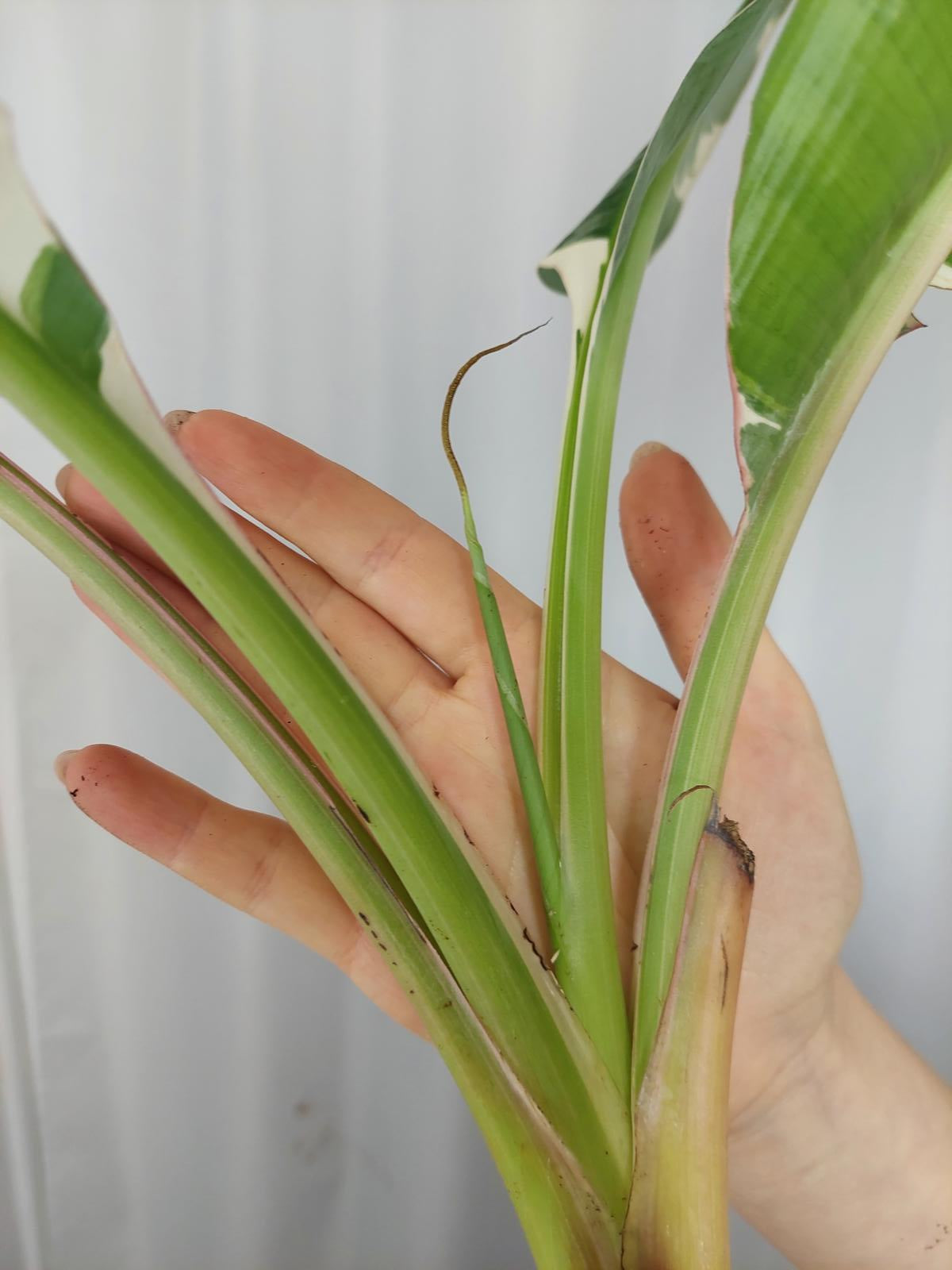 Sad Plants