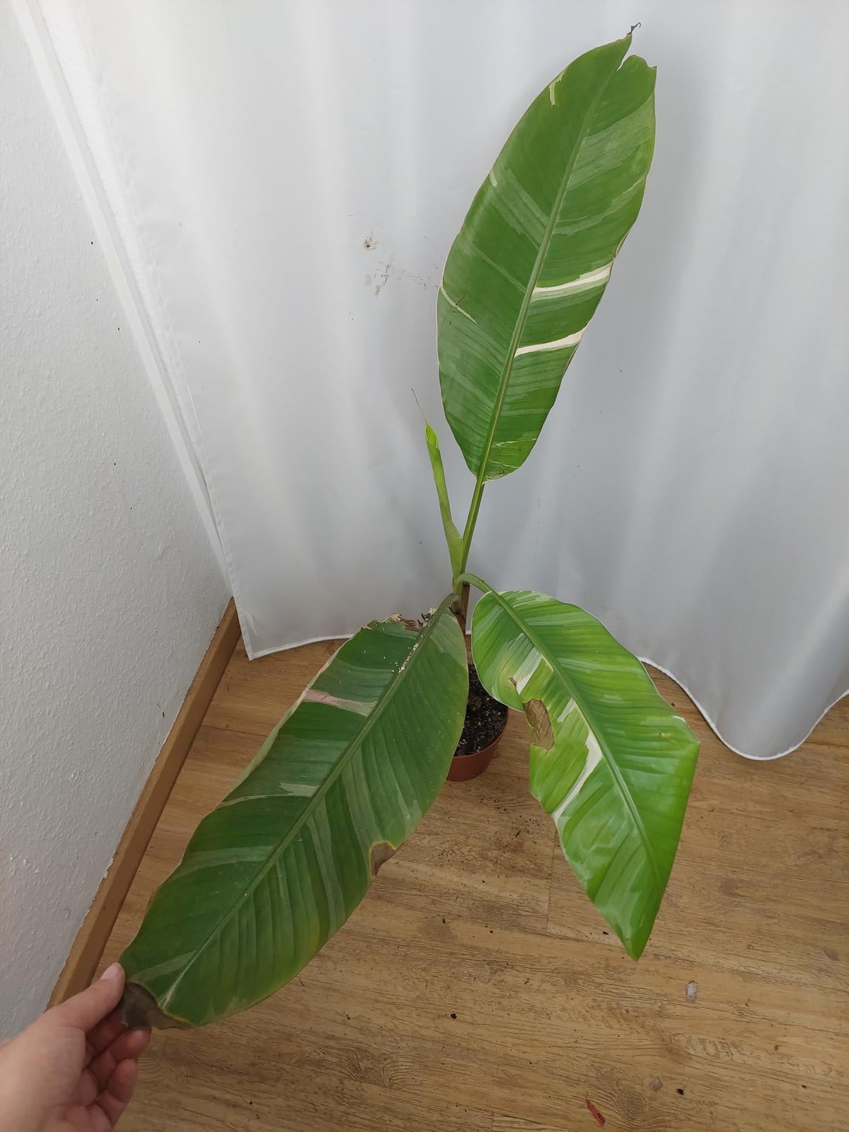Sad Plants