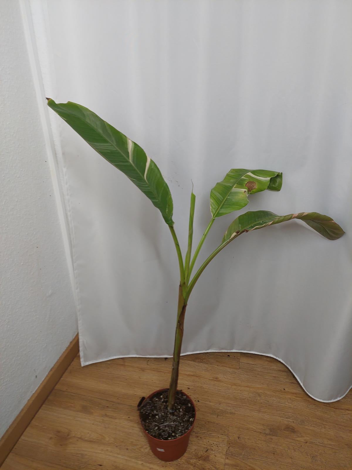 Sad Plants