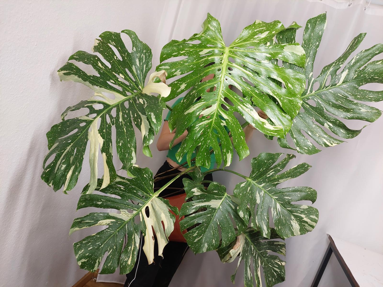 Monstera Thai Constellation XXL