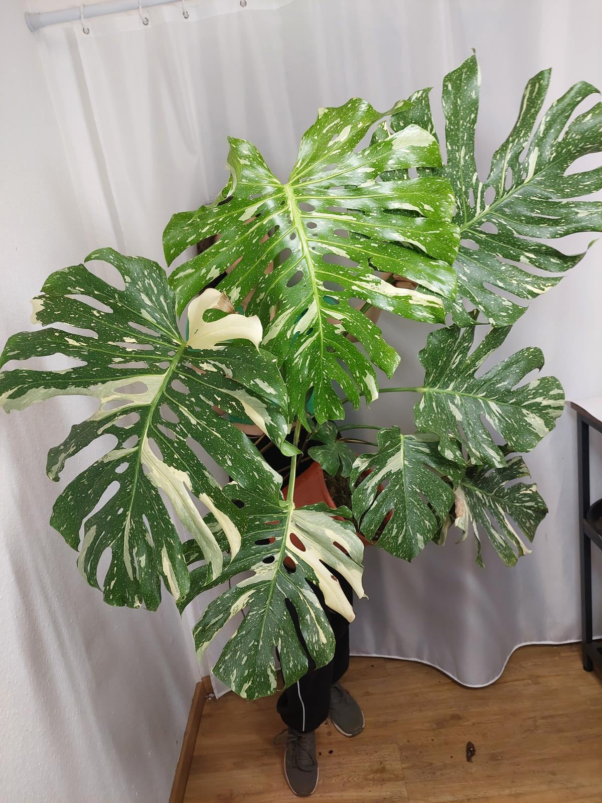Monstera Thai Constellation XXL