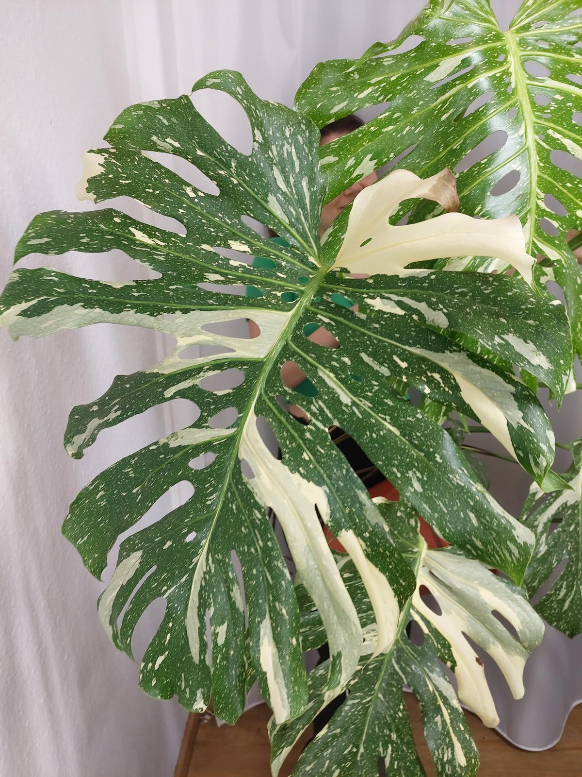Monstera Thai Constellation XXL