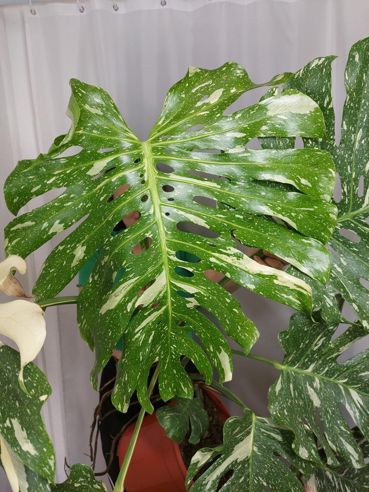 Monstera Thai Constellation XXL
