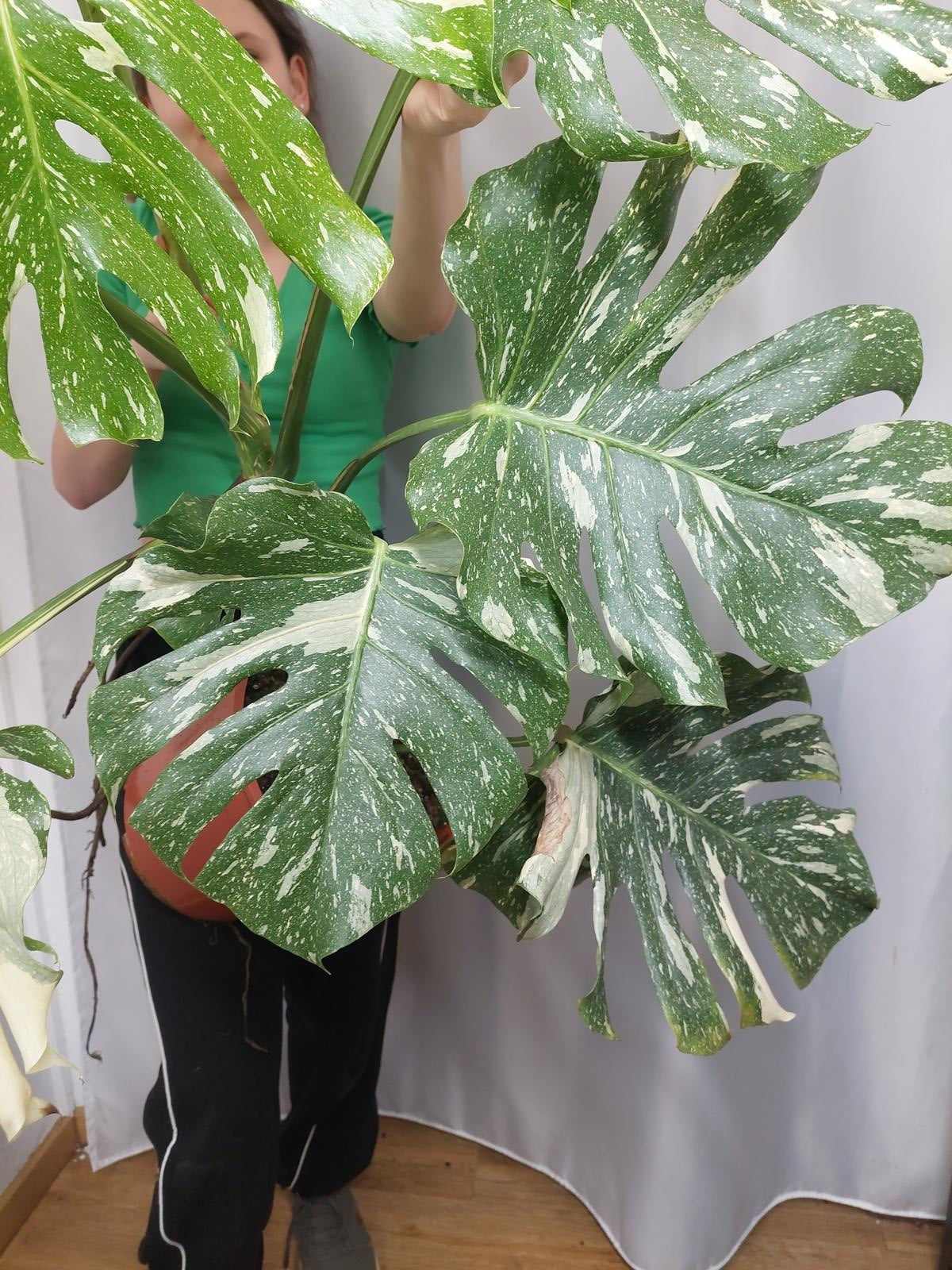 Monstera Thai Constellation XXL