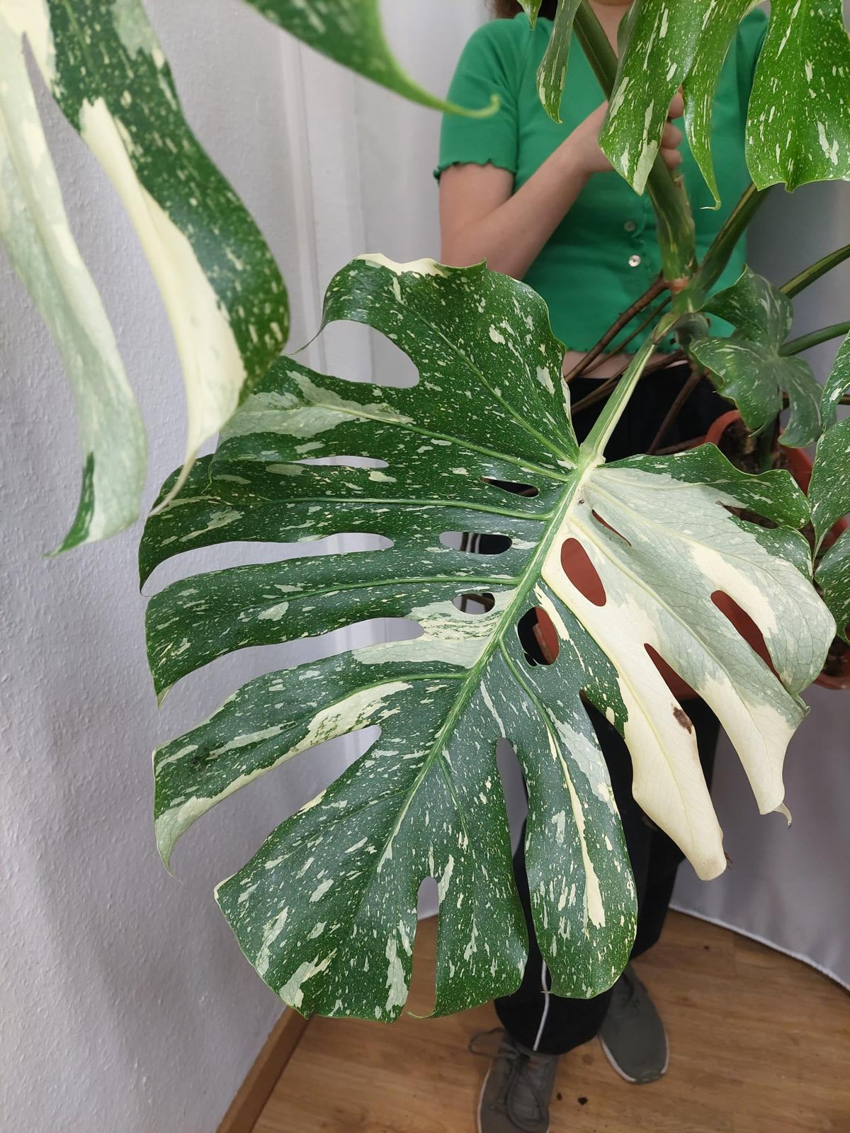 Monstera Thai Constellation XXL