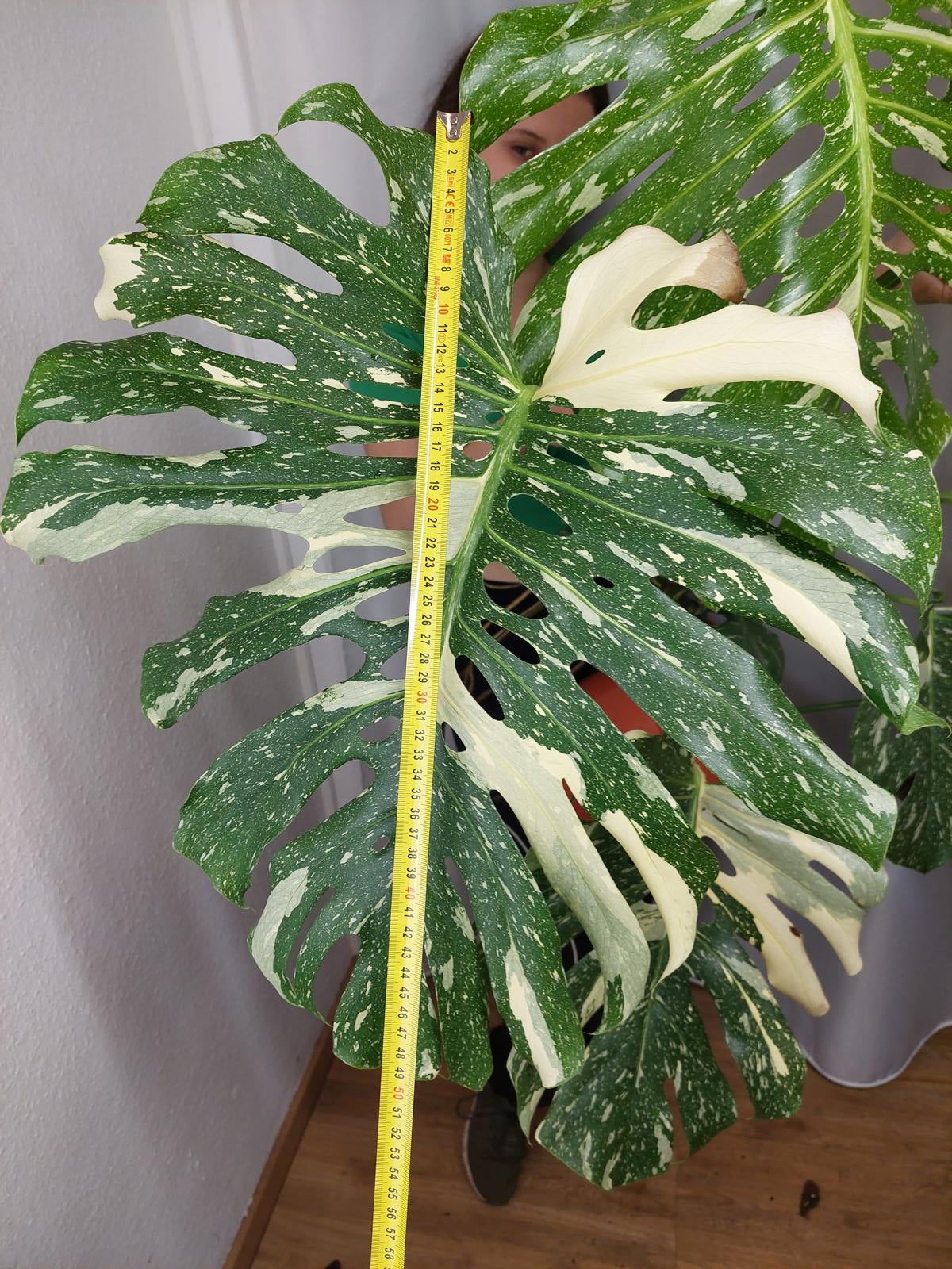 Monstera Thai Constellation XXL