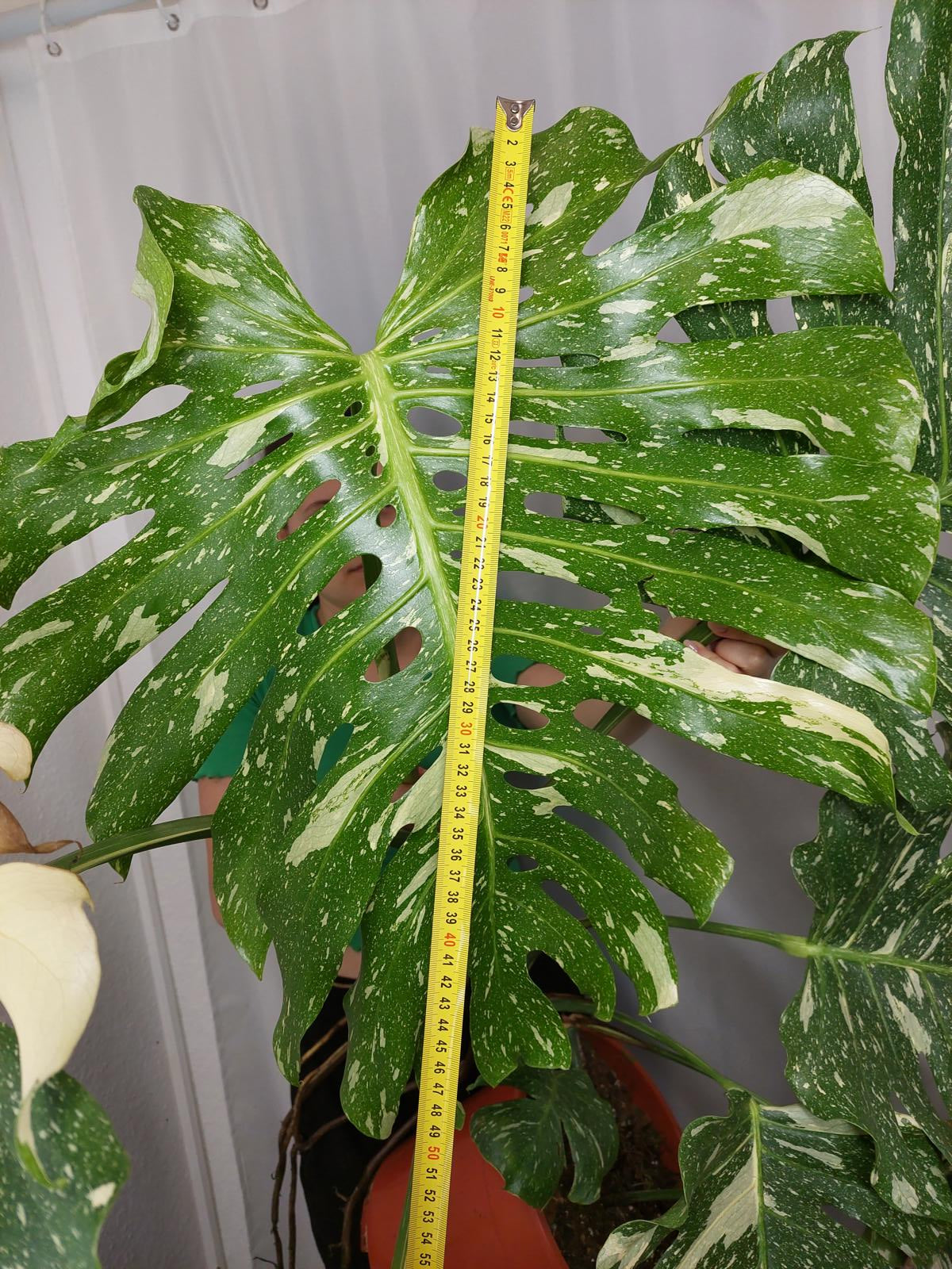 Monstera Thai Constellation XXL