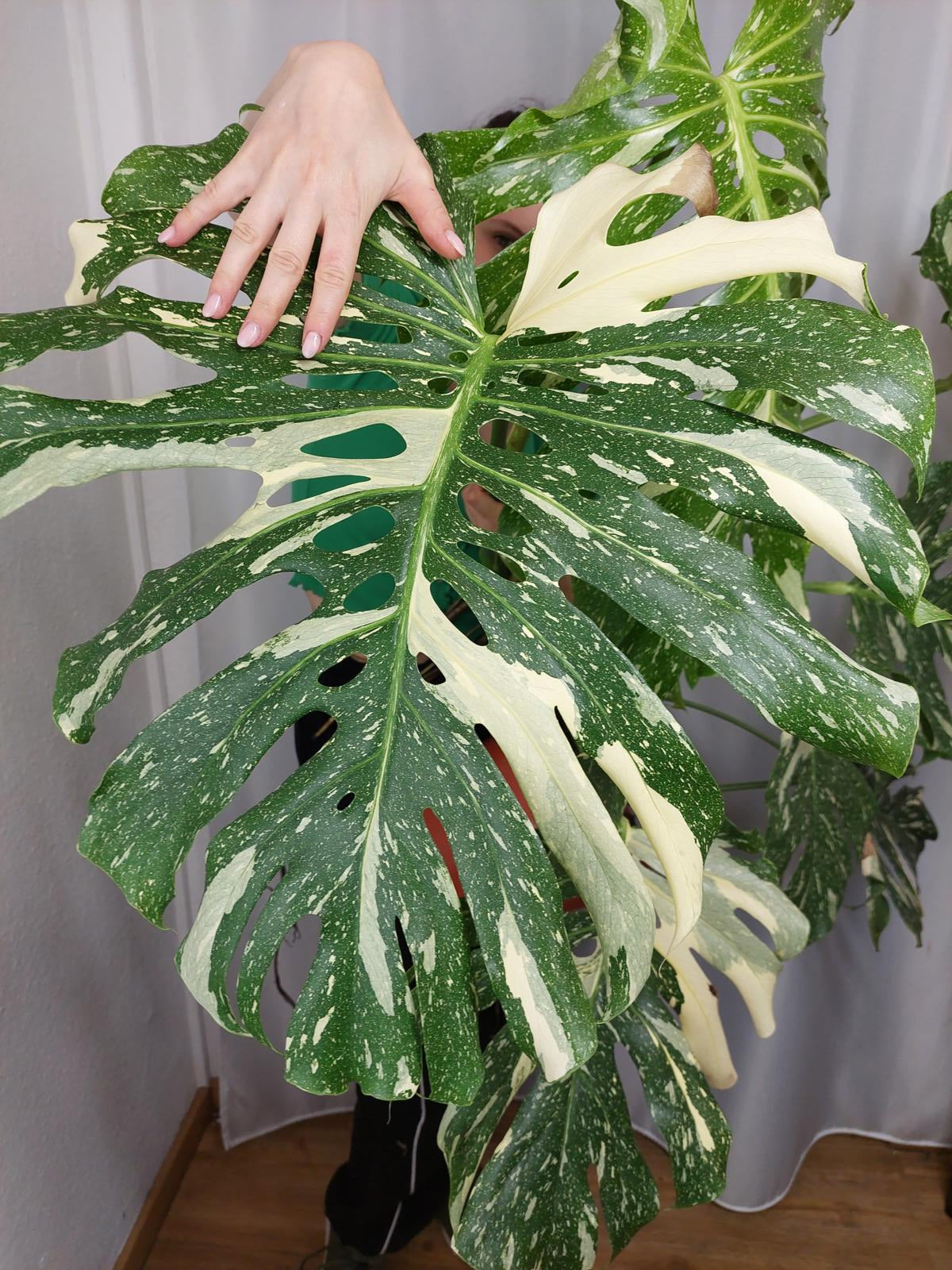 Monstera Thai Constellation XXL